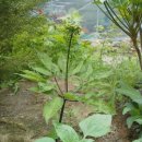 정강희 두부마을 이미지