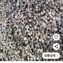 금산수삼도소매센터법인 | 개갑 인삼 씨앗 심기
