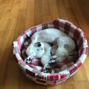 개편하개 이미지