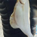 가배장사도펜션 이미지