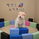 호텔마음 | 엄마의 마음으로 부산애견호텔 4박 5일한 후기 대만족 맘바이 서면본점