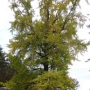 가조고견사 이미지