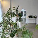 오비5길 이미지