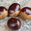 마로니에 이미지