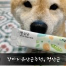 [강아지유산균] 강아지 장건강 절대지켜! 강아지 유산균 멍산균3.0