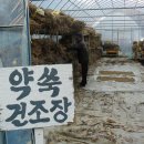 어남약쑥 이미지