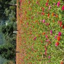 자라섬남도1(강변) 이미지