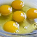 댕댕클라스 이미지