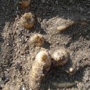 천기농장 이미지