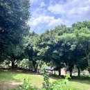 솜반내(솜반천) 이미지