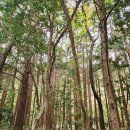 천년숲서로(서) | [해남 천년고찰 두륜산 대흥사] 천년숲·관음33응신전·차문화의 성지·호국도량 한눈에 보는 깊은 여정...