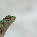 닥스결혼정보