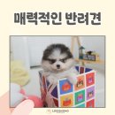 청담 폼스키입양 매력적인 반려견을 찾고 있다면