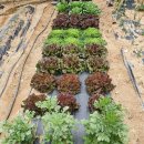 한양(아) 이미지