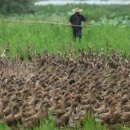 오리농장 이미지