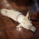 백두치킨찜닭 이미지