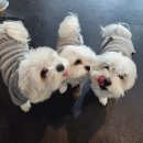 힐링독 반려견센터 이미지