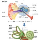 어지럼증에 관하여,,, 이미지