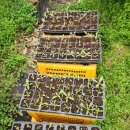 카페정원 이미지