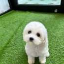 왓츠멍 남양주 강아지분양 이미지