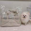 럭키데이 | [바앤땅] 1월 럭키써든데이 강아지 이동가방 구매 후기 | Stripe mesh shoulder bag |