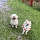 코코애견 | 강원 홍천 코코애견펜션 재방문 후기 🐾