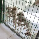 흥해동물병원 | 포항 유기견 동물보호센터 다녀왔어요
