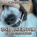 매드메이드 | 포옹 강아지 알러지검사 비용 부담 없이 집에서 간단히