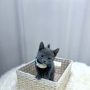 독스캣 강아지고양이 수원점 이미지