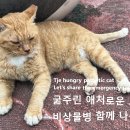 굶주린 애처로운 고양이 비상물병 함께 나누고 이미지