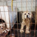 몬스터 페키니즈 이미지