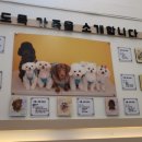 뽀도독 애견카페 이미지