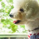 보리펫택시 이미지