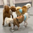 옐레드 애견유치원 & 애견호텔, 미용 안산고잔점 | {안산강아지유치원, 안산애견호텔} 옐레드 안산고잔점 : 사랑으로 돌보는 유치원 호텔