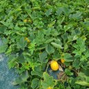 초전면사무소 | 성주 인력사무소 농촌일 전문｜수확·포장·선별 인력 신속 지원