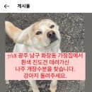 7월 18일 광주 가정집에서 진도 강아지 데려간 개장수 찾습니다. 이미지