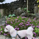 내일더예쁘개 이미지