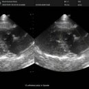 양양동물병원 이미지