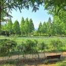 하천섬(솔밭) 이미지