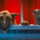 캣츠앤독스 이미지