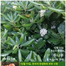 12월 11일. 한국의 탄생화와 부부 사랑 / 돈나무 이미지