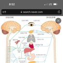 항콜린=부교감 피부혈관척수 약사 의사 피셜 치매 파킨슨병 항콜린제라는거 근육이완이 늦춰지게 하는것뿐 ㅋ. 콜린 콩 에스트로겐 꼬짤로그 이미지