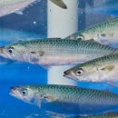 서귀포신시가지 이미지