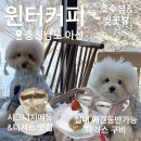 신정호길 | 애견동반카페 윈터커피 호수뷰 벚꽃뷰 테라스뷰 모든 뷰 모아논 견종제한 없는 애동카 내돈내산 후기!!