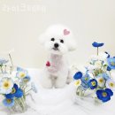 라이크테테 이미지