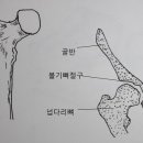 큰뼈 티스토리