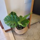 광이멀 103 이미지