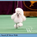 AKC`s Weekly Wins Gallery - March 31 이미지