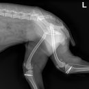 다나은동물병원 이미지