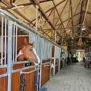 프리미어아레나승마클럽 이미지